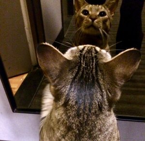 Roosevelt Islanders: Almost a Legend, Binky Phillips Is Still Rockin' Punk Binky Phillips cat Monte appreciating himself in a mirror...